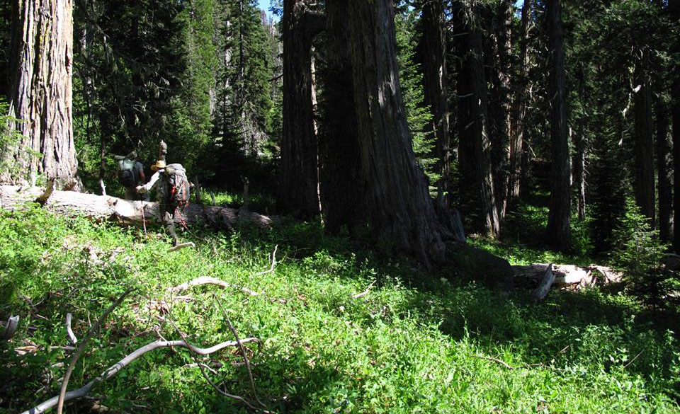 Can you find the Bigfoot Trail? Photo by Justin Rohde near Harrington Lake.