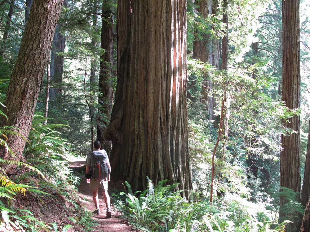 Bigfoot Found in the Redwoods