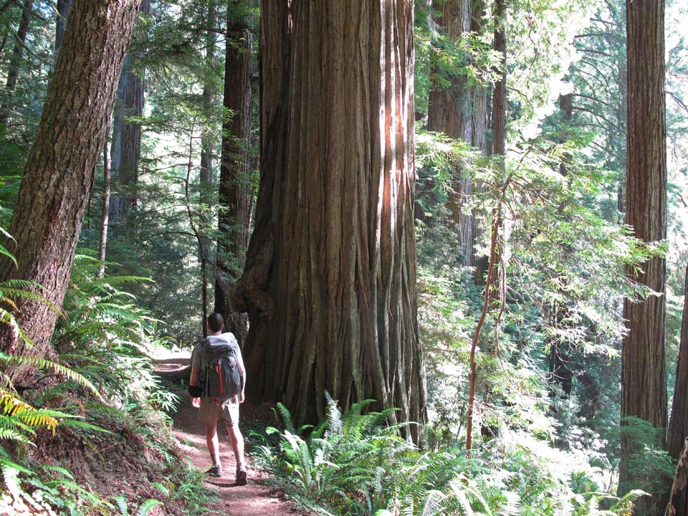 Jedediah Smith Redwoods