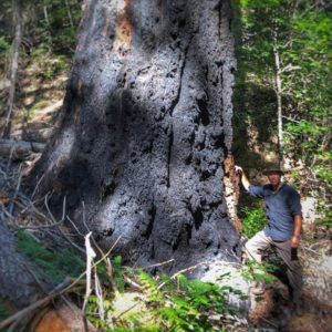 Big Trees of the Bigfoot Trail