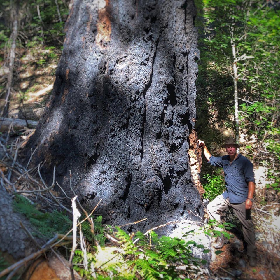  Big Trees of the Bigfoot Trail