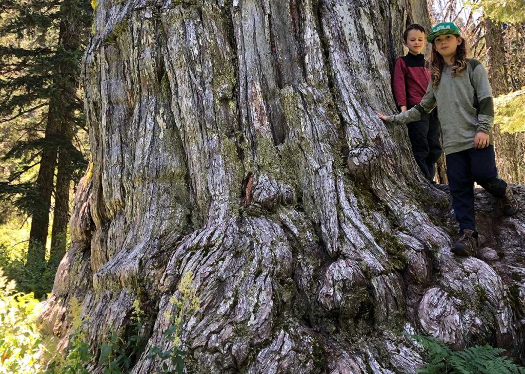 Oregon Big Trees on the Bigfoot Trail