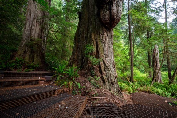 Bigfoot in the redwoods - Save the Redwoods League