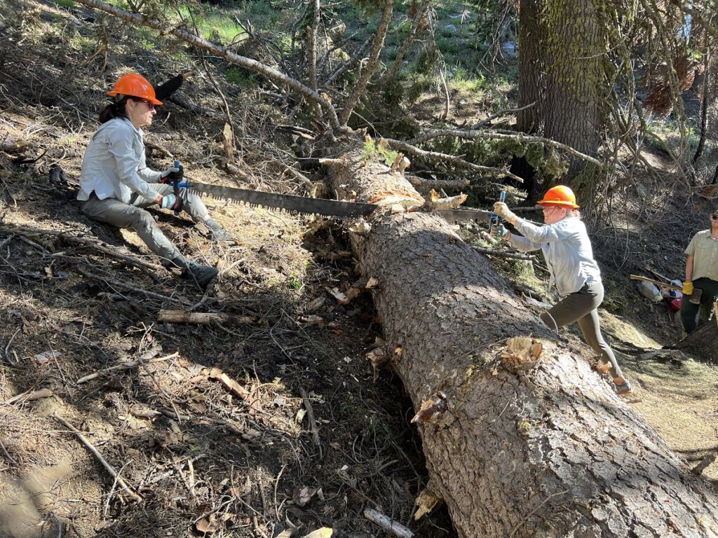 Using the crosscut saw