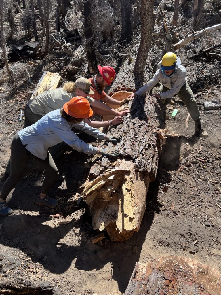 Rolling a giant log