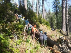 Teamwork rolling a log.