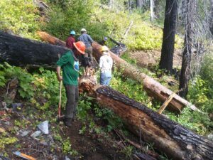 A mess of downed trees to be removed.