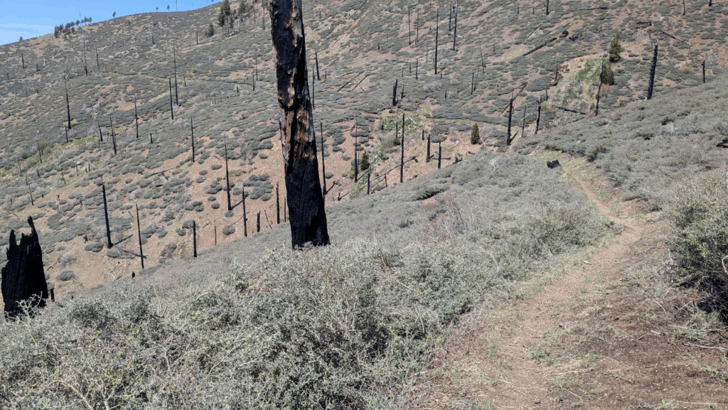 Bigfoot Trail near West Low Gap, Yolla Bolly-Middle Eel Wilderness.