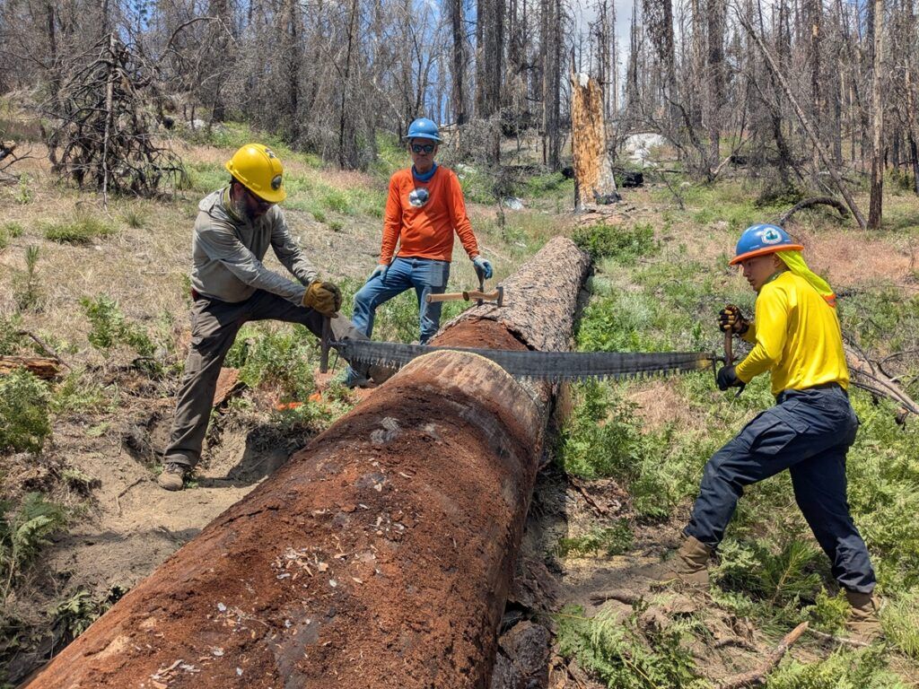 Team at work