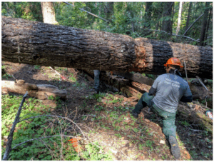 Undercutting a long along the South Kelsey Trail.