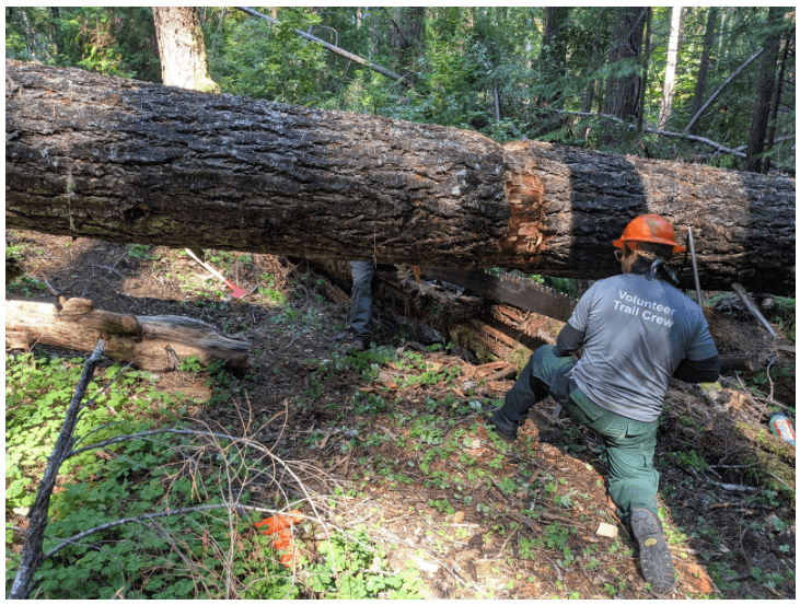 Undercutting a long along the South Kelsey Trail.