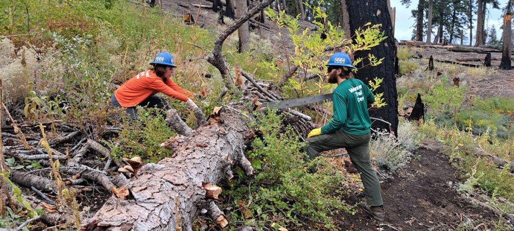Crosscut saw work. Photo by Petr Fleischmann.